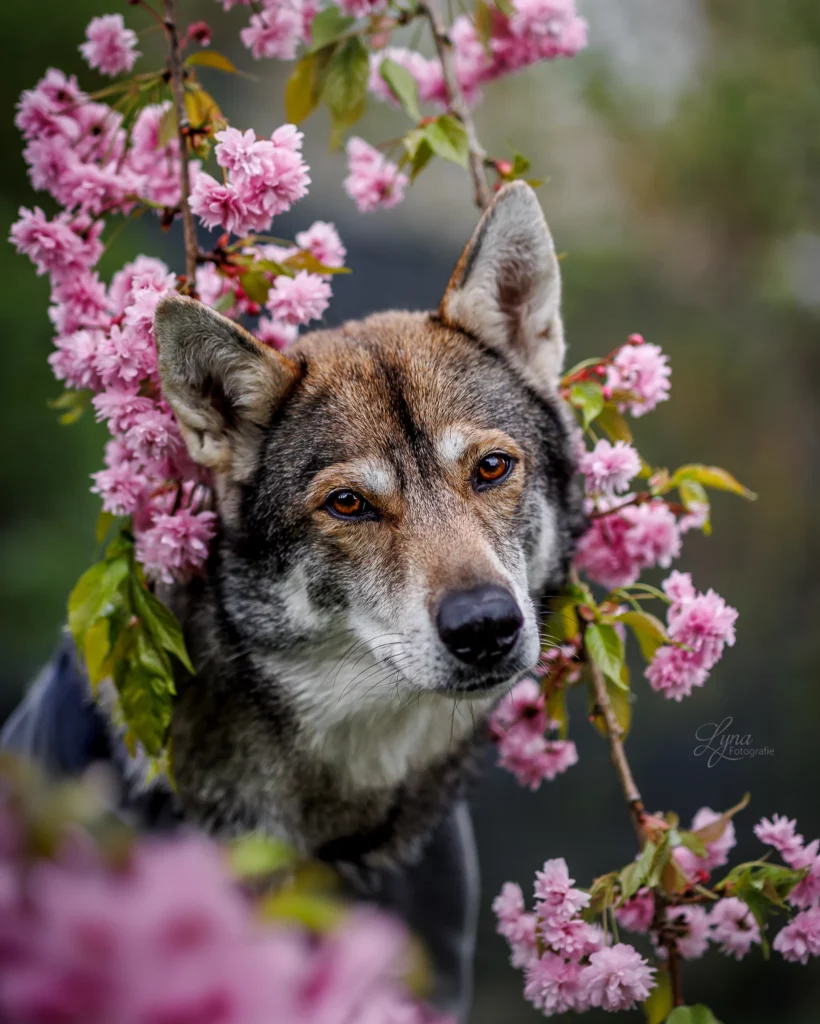 Wolfhund Wolfalike Tamaskan